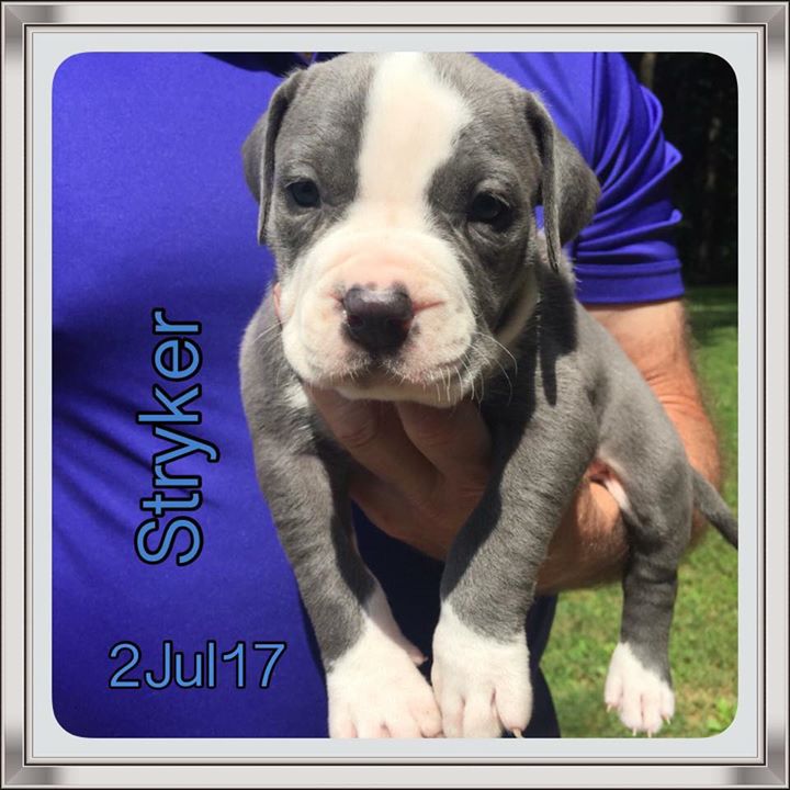 Puppy Yoga is this Saturday at 1pm! We still have a few spots left!!!
Flex Appeal
The adorable Storm litter will be helping you pose!
Don't delay.
Buy here: https://fatheads.yapsody.com/event/index/120656/puppy-yoga