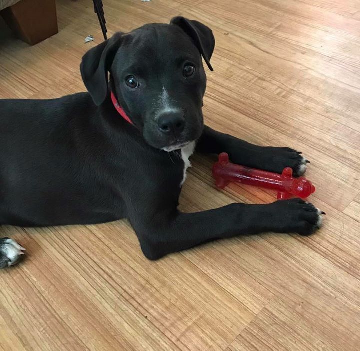 Meet Rudy! This kid is around 4 months old, crate trained and house trained, and is a total lover! He's ready for his forever home. Apply at fatheads.org/adopt/