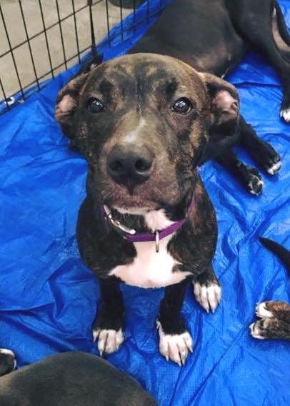 Meet Sugar! She's around 5 months old, crate and house trained, good with dogs, and is about the sweetest little girl you've ever met! Come meet her and her adoptable friends at Old Louisville Brewery tonight from 5-10p and tomorrow at Poe's Pet Depot from 5-8p!