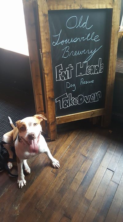 Come see us tonight at Old Louisville Brewery as our volunteers take over the bar! This event is kid and dog friendly! Come get your puppy kisses and meet all of our adoptable dogs from 5 to 10! See y'all soon!