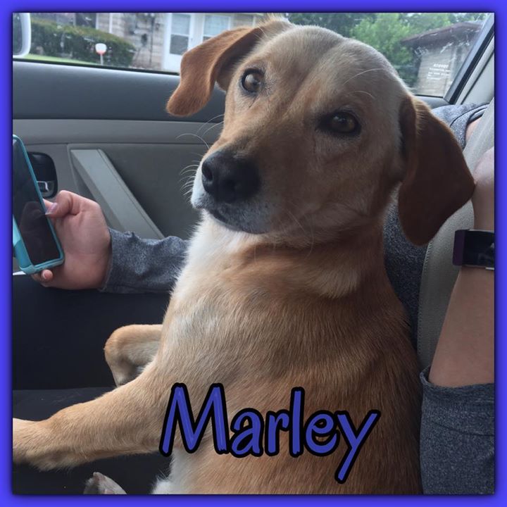 Meet Marley! Marley is a small guy weighing in at 18 pounds! We were told he is a dachshund/lab mix. He is approximately 4 years old. He gets along great with dogs, cats and kids! Marley is neutered, house and crate trained. If you are looking for a little guy with lots of love to give, Marley is your guy! Apply to adopt Marley at fatheads.org