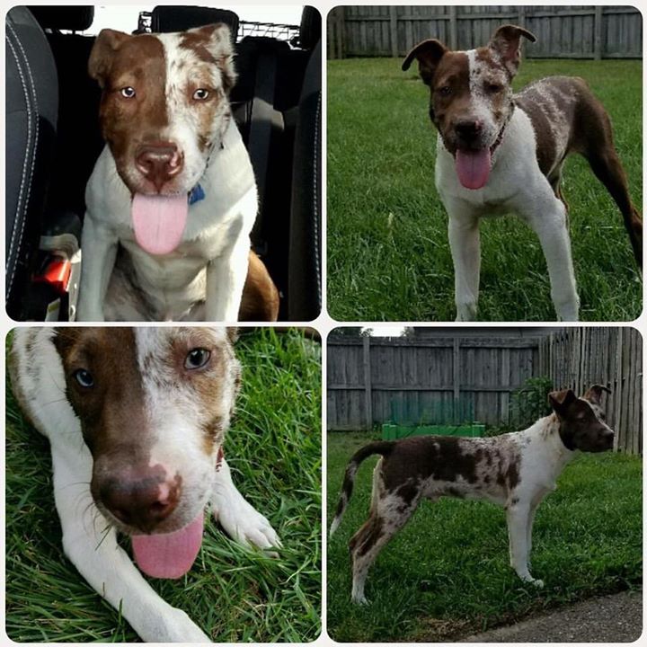 Meet Jagger! This guy found his way to us on Monday. He's been in his foster home learning to trust people, making dog friends, and working on manners.
He's 5 months old is looking for his forever home. It will be a couple of weeks before he's ready, but we are accepting applications.
Apply at fatheads.org/adopt/